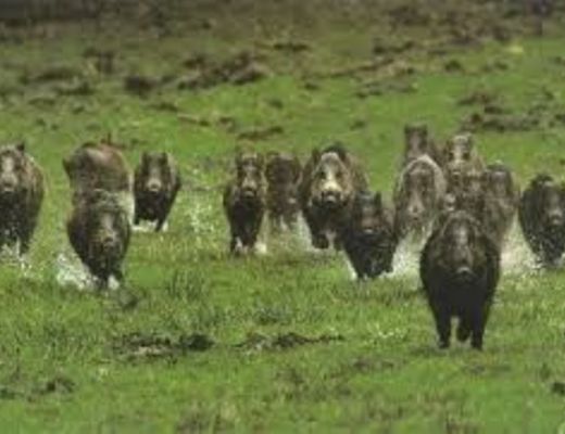 Paolo-Abbate foto - 31102014 cinghiali