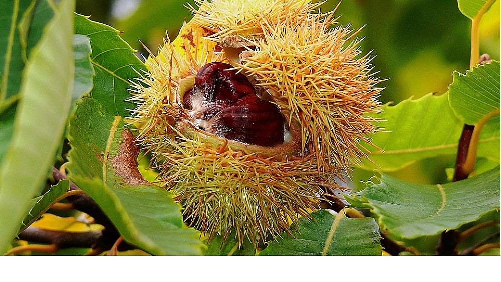 31102016 castagno albero