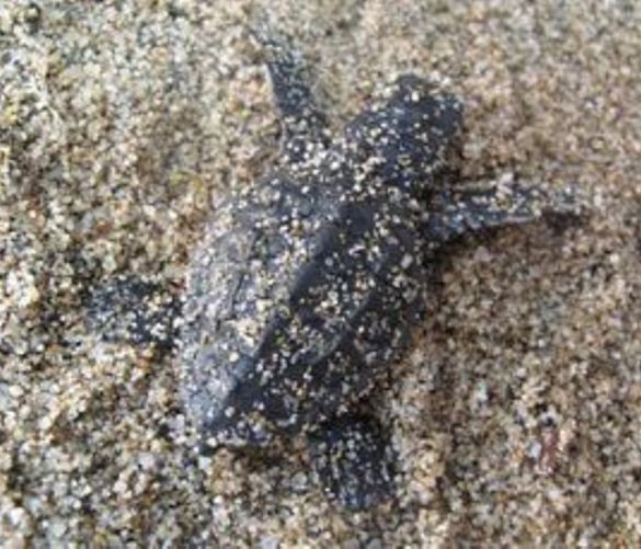 31102016 tartaruga caretta caretta