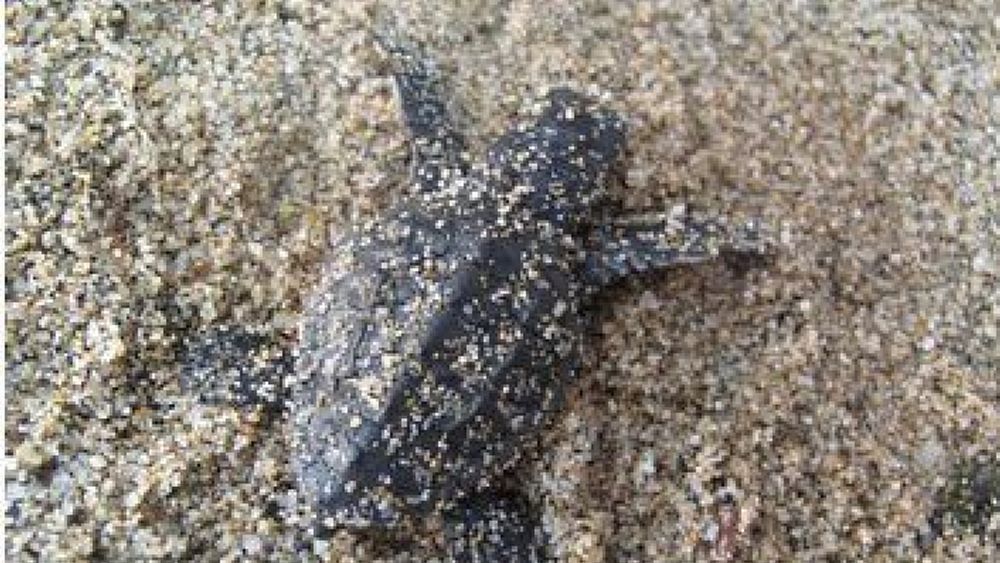 31102016 tartaruga caretta caretta 31102016 tartaruga caretta caretta