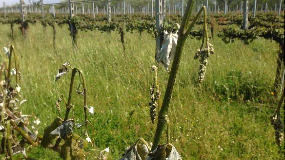 31102017 gelate aprile 2017 