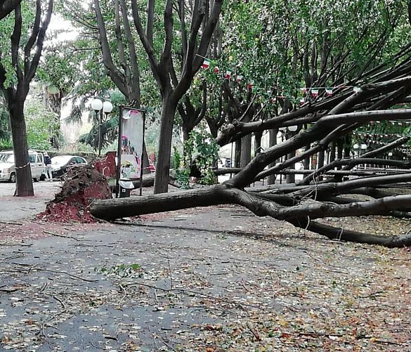 31102018 alberi caduti