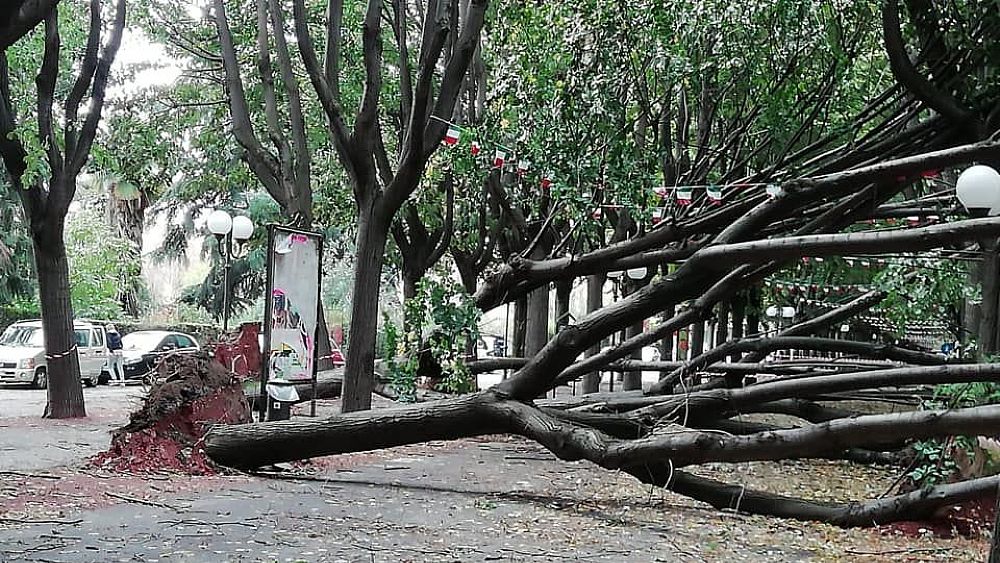 31102018 alberi caduti