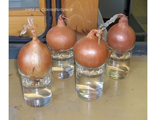 Marisa-Russo foto - ANTICA CIPOLLA ASIATICA Vatolla di Perdifumo