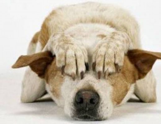 Animali spaventati dai botti di Capodanno Animali spaventati dai botti di Capodanno