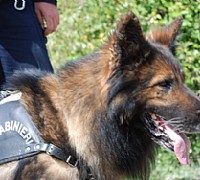 CARABINIERI CINOFILI