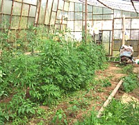 Cannabis in Serra 1 Cannabis in Serra 1