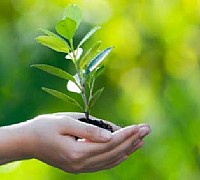 Copia di piantare alberi Copia di piantare alberi