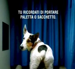 Deiezioni canine