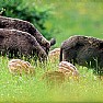 Ambiente foto - Gruppo Cinghiali