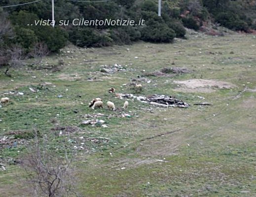 Paolo-Abbate foto - Mucche al Pascolo nel Cilento articolo abbate 01