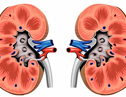 Nefrologia Nefrologia