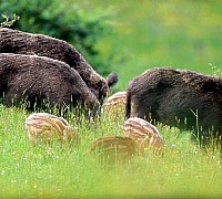 PN ForesteCas cinghiali