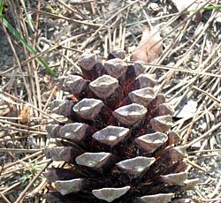 Pigne Landes Pigne Landes