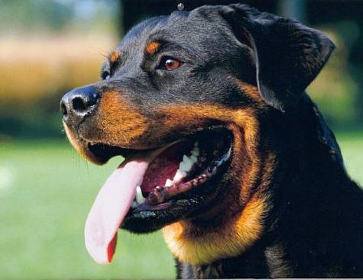 ROTTWEILER01