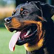 Cronaca foto - ROTTWEILER01