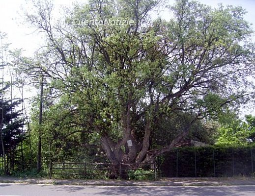 Paolo-Abbate foto - Sughera protetta per Parco delle sughere Vibonati Ispani