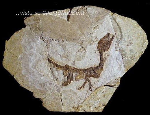 Un cucciolo di dinosauro a Salerno foto 1