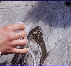 acido sull auto acido sull auto