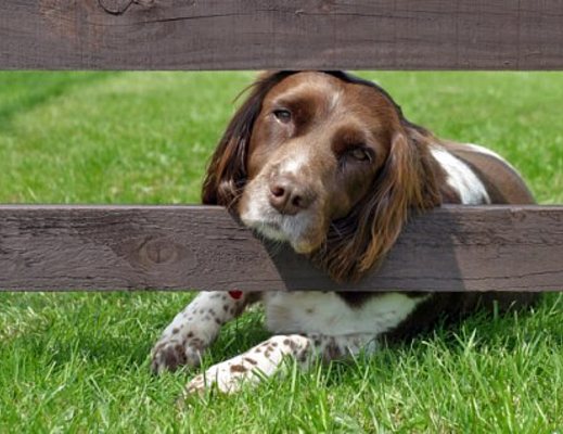 adotta un cane bellizzi