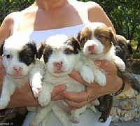adotta un cane castellabate  adotta un cane castellabate