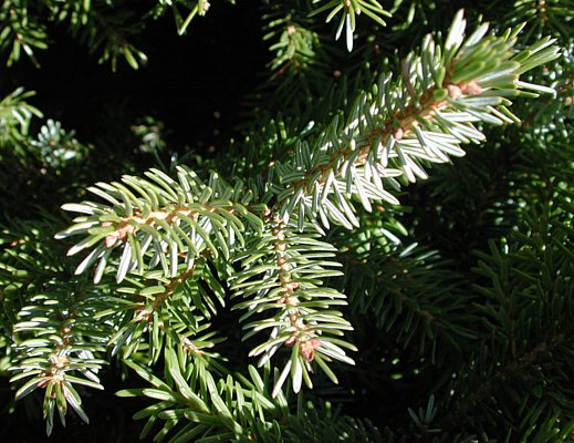 albero abete nelle scuole