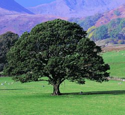 albero della vita ambiente