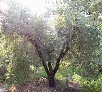 albero olivo