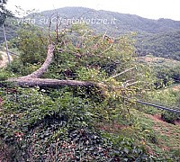 albero su cavi telecom Gioi 01