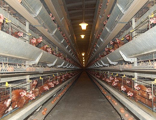 Paolo-Abbate foto - allevamento galline