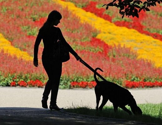 amici animali cane al parco