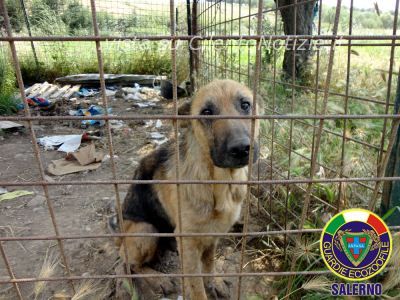 animali ammalati serre 01.jpg