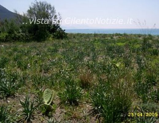 area dunale articolo fare verde