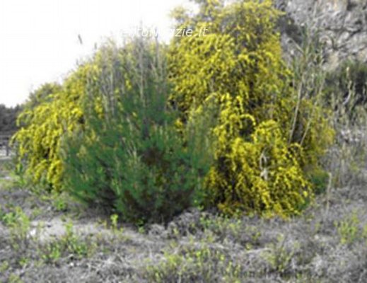 Paolo-Abbate foto - articolo abbate mimosa 23032012