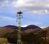 articolo dove volano le cigogne cilentonotizie