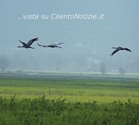 Paolo-Abbate foto - articolo fauna uccelli