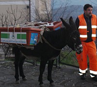 asini cuccaro vetere II