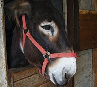 asino martino asino martino