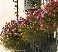 balcone fiorito balcone fiorito