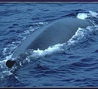 balenottera comune 2