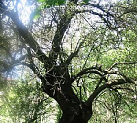 Marisa-Russo foto - basileus 2