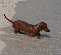 bassotto in spiaggia