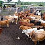 Attualita foto - bestiame 2