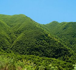 bosco del Monte Gelbison