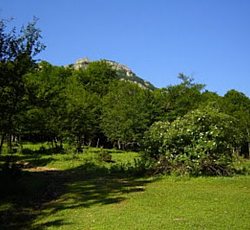 bosco sul monte cervati
