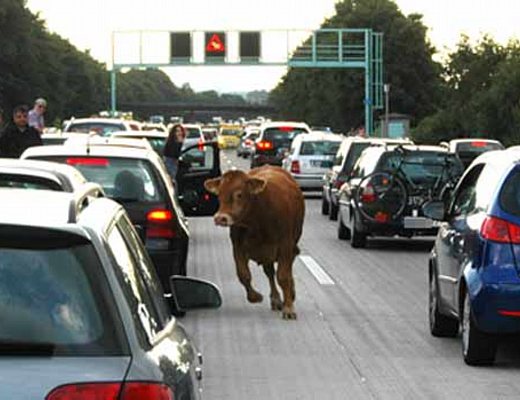 bovini in autostrada