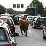 Attualita foto - bovini in autostrada