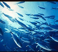 branco di alici pesci branco di alici pesci
