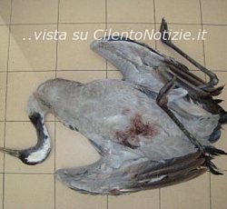 Paolo-Abbate foto - caccia animali protetti uccisi