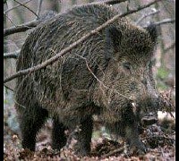 Paolo-Abbate foto - caccia cinghiale
